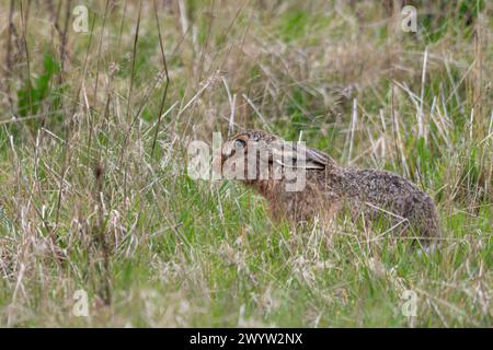 Brown hare (Lepus europaeus) close-up in grassland, Kent, England, UK. British wildlife Stock Photo