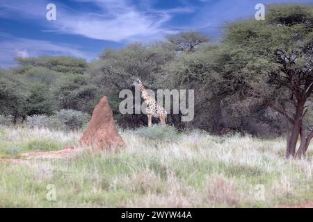 Picture of a giraffe in the Namibian savannah during the day in summer Stock Photo