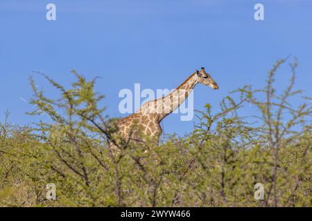 Picture of a giraffe in the Namibian savannah during the day in summer Stock Photo