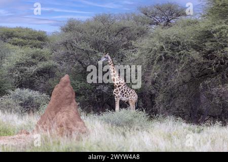 Picture of a giraffe in the Namibian savannah during the day in summer Stock Photo