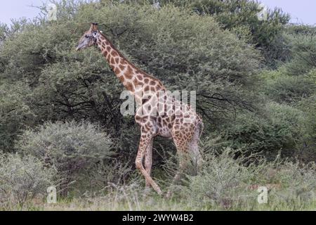 Picture of a giraffe in the Namibian savannah during the day in summer Stock Photo