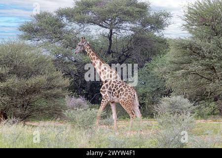 Picture of a giraffe in the Namibian savannah during the day in summer Stock Photo