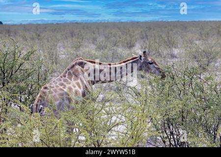 Picture of a giraffe in the Namibian savannah during the day in summer Stock Photo