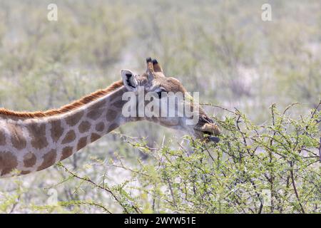 Picture of a giraffe in the Namibian savannah during the day in summer Stock Photo