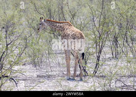 Picture of a giraffe in the Namibian savannah during the day in summer Stock Photo