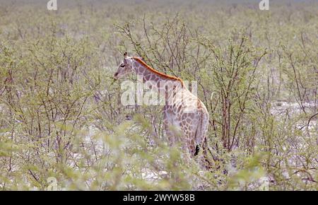 Picture of a giraffe in the Namibian savannah during the day in summer Stock Photo