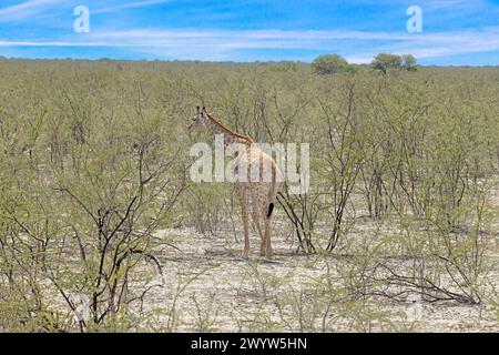 Picture of a giraffe in the Namibian savannah during the day in summer Stock Photo