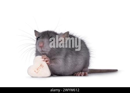 Cute blue young rat, standing side ways holding a heart shaped candy with the taxt love in paws. Looking away from camera. Isolated on a white backgro Stock Photo