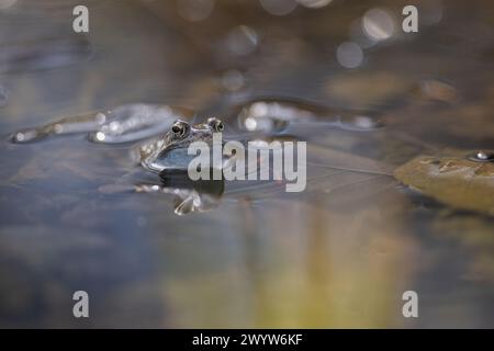 Male common frog during breeding season showing the nuptial pad,  and a blue grey hue. Common frog or grass frog (Rana temporaria). Stock Photo