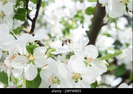 First bees pollinating full bloomed apple tree flowers. Everything is ...
