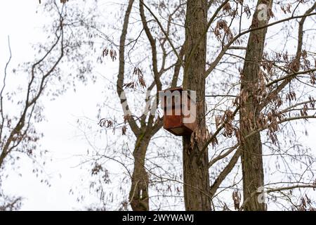 Wooden houses for squirrels in the park in the trees. Close-up of squirrel houses Stock Photo