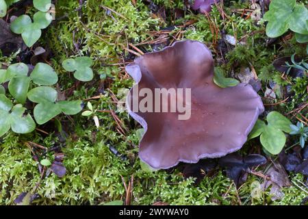 Blewit or Wood Blewit Mushroom or Fungi; Collybia nuda, previously Lepista nuda or Clitocybe nuda, Growing Among Moss on Forest Floor Stock Photo