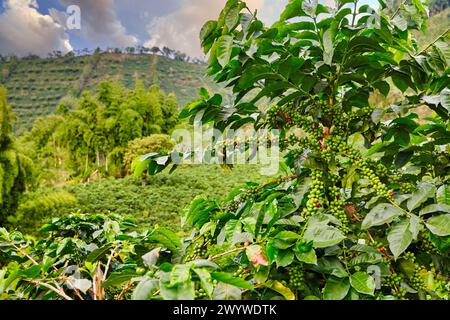 Hacienda San Alberto, Cafetal, Coffee plantations, Coffee Cultural Landscape, Buenavista, Quindio, Colombia, South America. Stock Photo