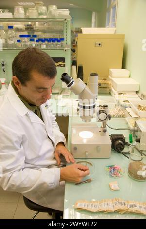 Identification of cyst nematodes in soil. Neiker Tecnalia, Instituto de Investigación y Desarrollo Agrario, Ganadero, Forestal y del Medio Natural, Arkaute, Alava, Euskadi, Spain. Stock Photo