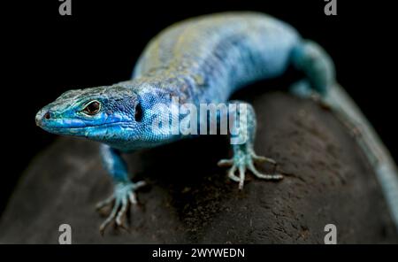 Italian wall lizard (Podarcis sculls klemmeri) male Stock Photo