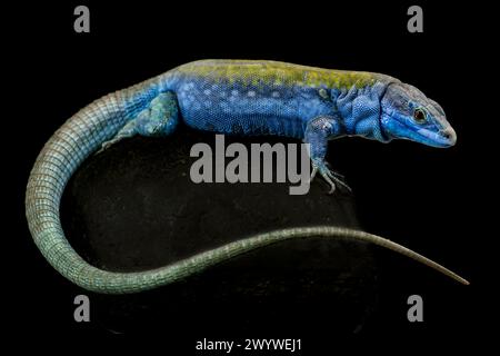 Italian wall lizard (Podarcis sculls klemmeri) male Stock Photo
