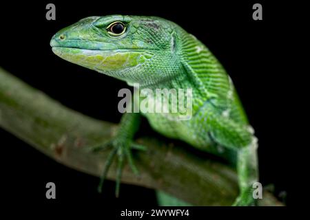 Green keel-bellied lizard (Gastropholis prasina) Stock Photo