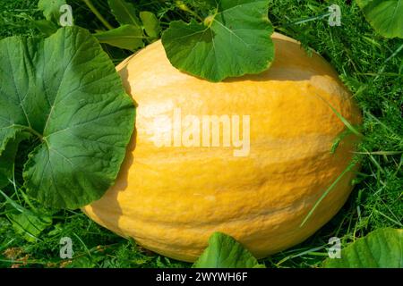 A large yellow pumpkin grows in a garden bed. Vegetables and fruits. Stock Photo