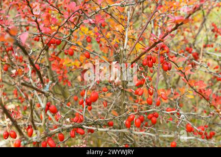 Berberis vulgaris, common barberry, European barberry, simply barberry. Red berries on a bush with thorns. Stock Photo