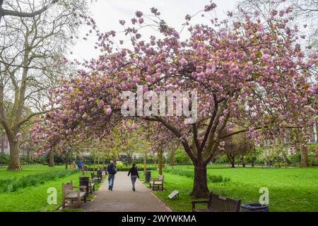 London, England, UK. 8th Apr, 2024. People walk past the cherry blossom tree in Tavistock Square, planted in 1967 in memory of the victims of Hiroshima. (Credit Image: © Vuk Valcic/ZUMA Press Wire) EDITORIAL USAGE ONLY! Not for Commercial USAGE! Stock Photo