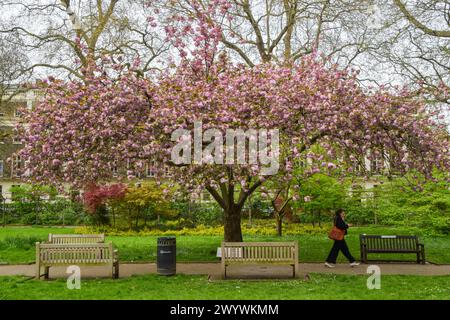 London, England, UK. 8th Apr, 2024. A woman walks past the cherry blossom tree in Tavistock Square, planted in 1967 in memory of the victims of Hiroshima. (Credit Image: © Vuk Valcic/ZUMA Press Wire) EDITORIAL USAGE ONLY! Not for Commercial USAGE! Stock Photo