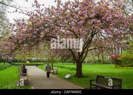 London, England, UK. 8th Apr, 2024. A woman walks past the cherry blossom tree in Tavistock Square, planted in 1967 in memory of the victims of Hiroshima. (Credit Image: © Vuk Valcic/ZUMA Press Wire) EDITORIAL USAGE ONLY! Not for Commercial USAGE! Stock Photo