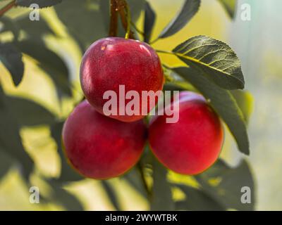 A close-up image of ripe, red plums hanging amidst vibrant green leaves under the bright sky. Ideal for showcasing nature’s bounty and freshness. Stock Photo