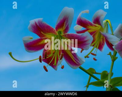 A vibrant image capturing the elegance of two lilies with white and deep pink petals, yellow centers, and protruding stamens against a clear blue sky; Stock Photo