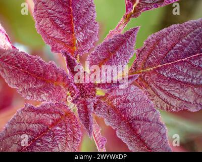 The image shows detailed textures on deep red foliage. Stock Photo