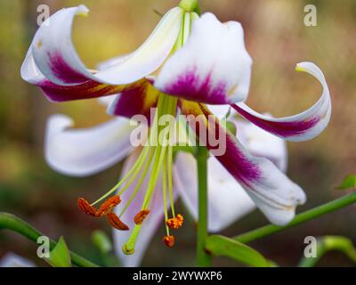 A vibrant, close-up shot of a lily flower in full bloom, showcasing its white petals tinged with deep purple and long, protruding stamens. Ideal for b Stock Photo