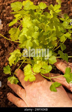 Planting flat leaf parsley herb plant in a garden. Grow your own concept. Stock Photo
