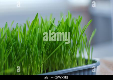 Green potted plant sits atop a window sill, with sunlight streaming through the window onto the leaves. Stock Photo