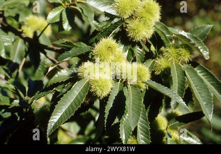 European Chestnut (Castanea sativa). Guipúzcoa, Euskadi. Spain Stock ...