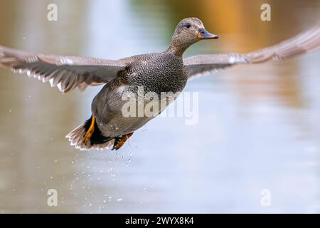 Gadwall (Mareca strepera) close-up of male in flight taking off from pond Stock Photo
