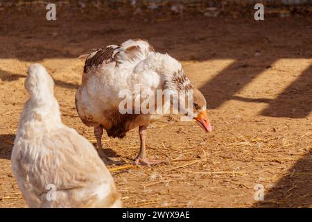Geese strut about on a farm, their feathers tousled and bodies casting soft shadows Stock Photo