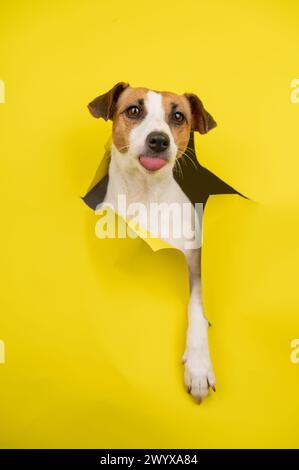 Cute Jack Russell Terrier dog tearing up yellow cardboard background. Vertical photo.  Stock Photo
