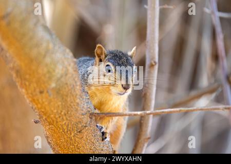 The fox squirrel (Sciurus niger), also known as the eastern fox squirrel or Bryant's fox squirrel . Stock Photo