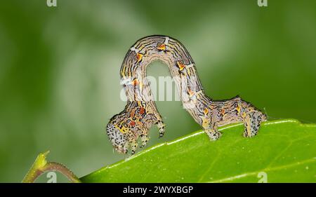 Woolly gray caterpillar (Lycia ypsilon) insect on Yaupon Holly 