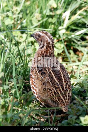 Common quail, European quail, Wachtel, Caille des blés, Coturnix coturnix, fürj, Hungary, Magyarország, Europe Stock Photo