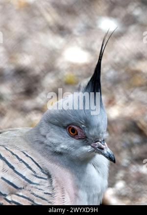 Crested pigeon, Spitzschopftaube, Colombine longup, Ocyphaps lophotes, kontyos galamb Stock Photo