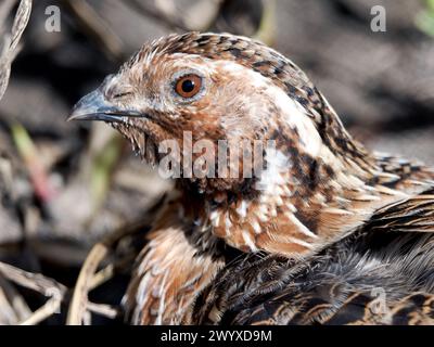 Common quail, European quail, Wachtel, Caille des blés, Coturnix coturnix, fürj, Hungary, Magyarország, Europe Stock Photo
