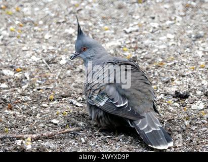 Crested pigeon, Spitzschopftaube, Colombine longup, Ocyphaps lophotes, kontyos galamb Stock Photo
