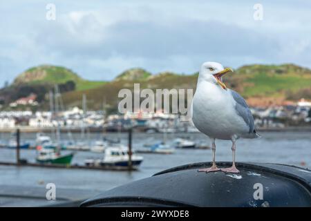 Screaming seagull, boat harbour, Conwy, Wales, Great Britain Stock Photo