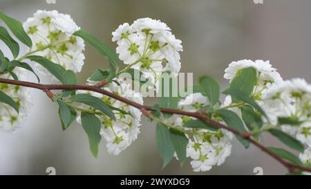 The white umbrella shaped blooms of bridalwreath spirea, Spiraea prunifolia, seen from underneath. Stock Photo