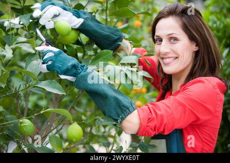 Gardener pruning lemon tree. Garden, Tree nursery. Gipuzkoa, Euskadi. Spain. Stock Photo