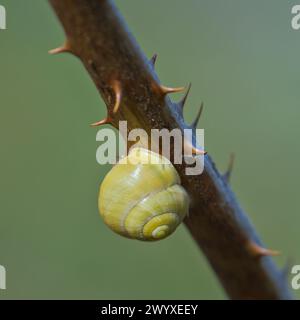 Land snail Cepaea hortensis shell on twig isolated on blurred background. Minimalistic photo. Stock Photo