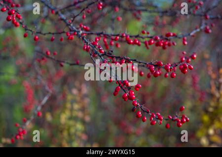 Barberry branch with berries in autumn. Berberis vulgaris, also known as common barberry. Cover design. Wallpaper background. Stock Photo