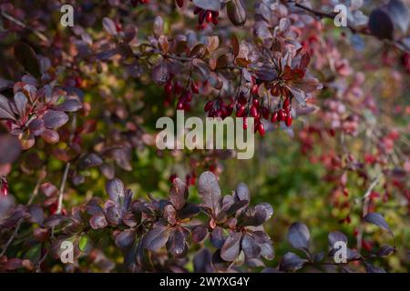 Barberry branch with berries in autumn. Berberis vulgaris, also known as common barberry. Cover design. Wallpaper background. Stock Photo