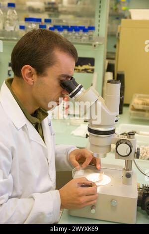 Identification of cyst nematodes in soil.Neiker Tecnalia, Instituto de Investigación y Desarrollo Agrario, Ganadero, Forestal y del Medio Natural, Arkaute, Alava, Euskadi, Spain. Stock Photo