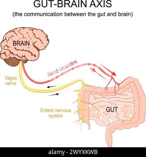Gut-brain axis. The communication between the gut and brain. Blood circulation, Vagus nerve and Enteric nervous system from brain to  Gastrointestinal Stock Vector